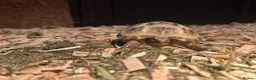 Tortoise reptiles for sale: baby horse field tortoise 🐢 ❤️  - Advert 2