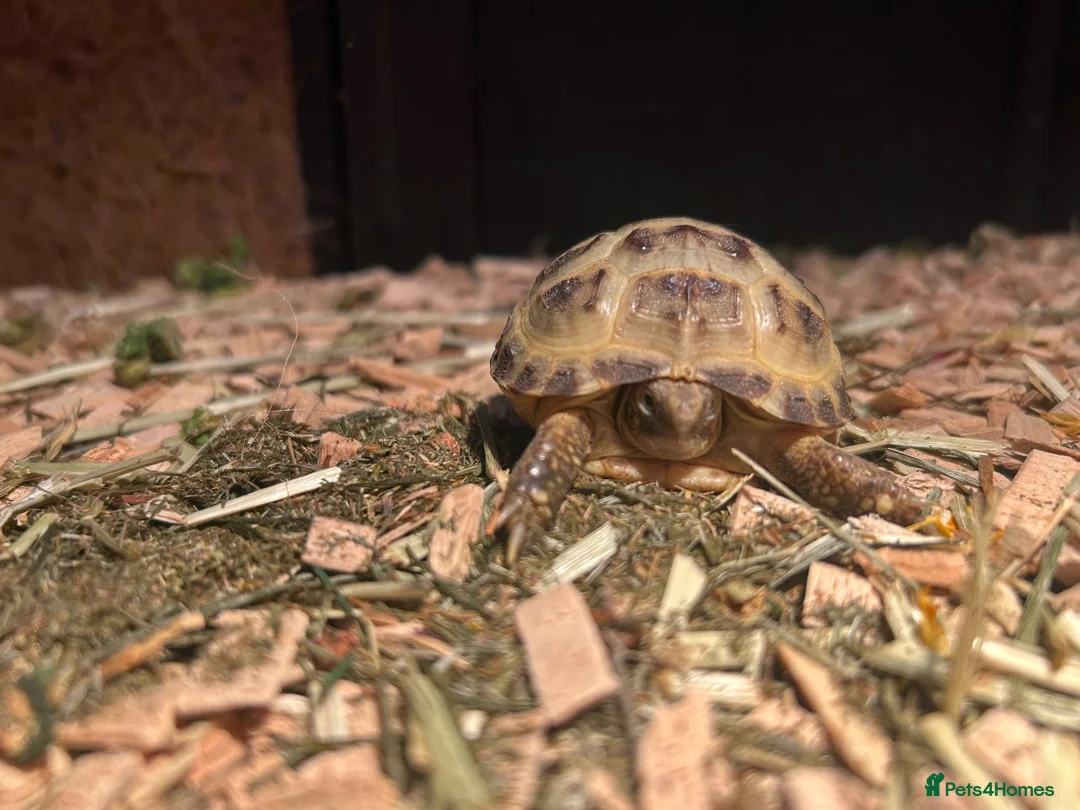 Tortoise reptiles for sale: baby horse field tortoise 🐢 ❤️  - Advert 2