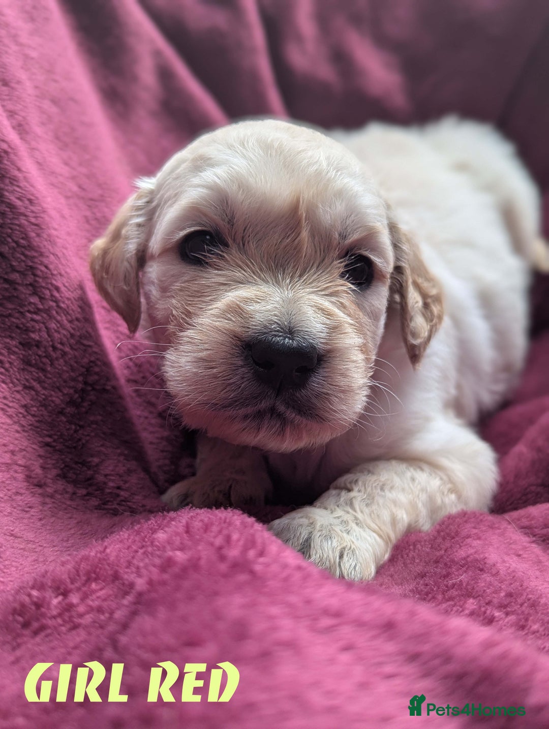Golden Retriever dogs for sale: Stunning pure-breed Golden Retriever puppies - Image 8