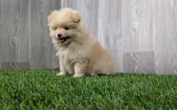 Pomeranian dogs for sale: Beautiful Champion Pomeranian Puppies – Ready Now - Image 1