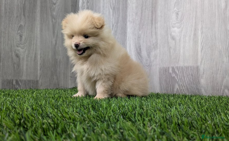 Pomeranian dogs - Advert 15