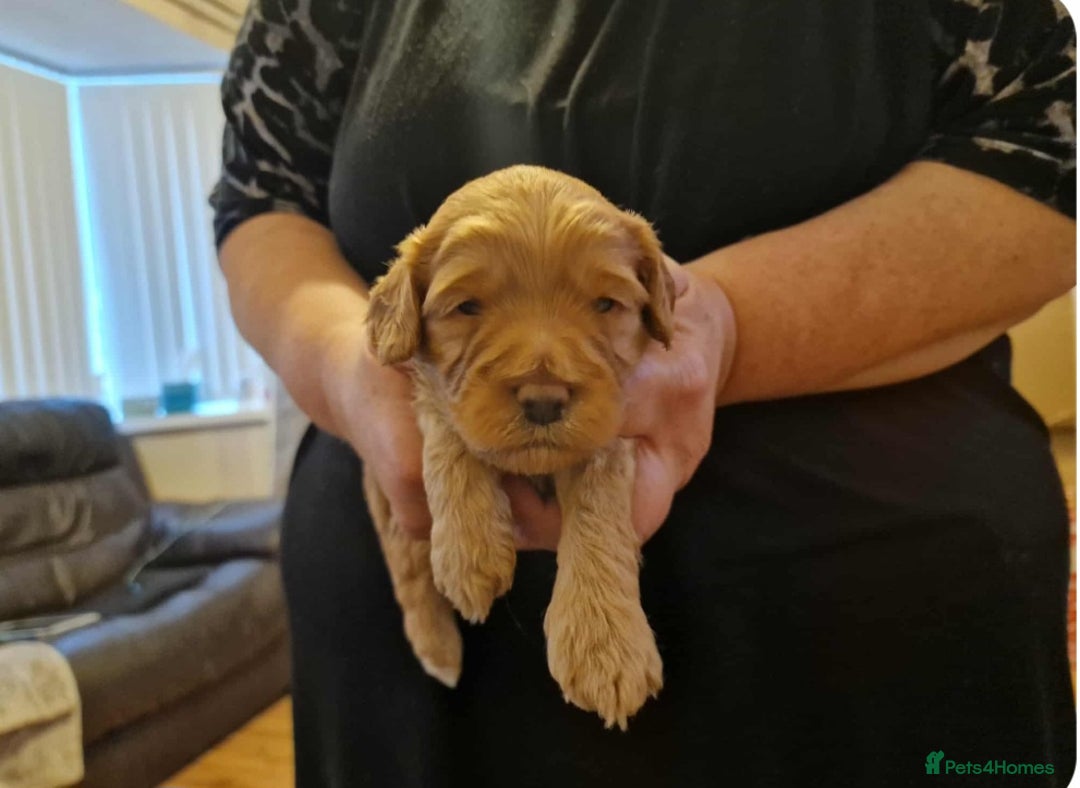 Cockapoo dogs for sale: Gorgeous cockapoo puppies  - Advert 5