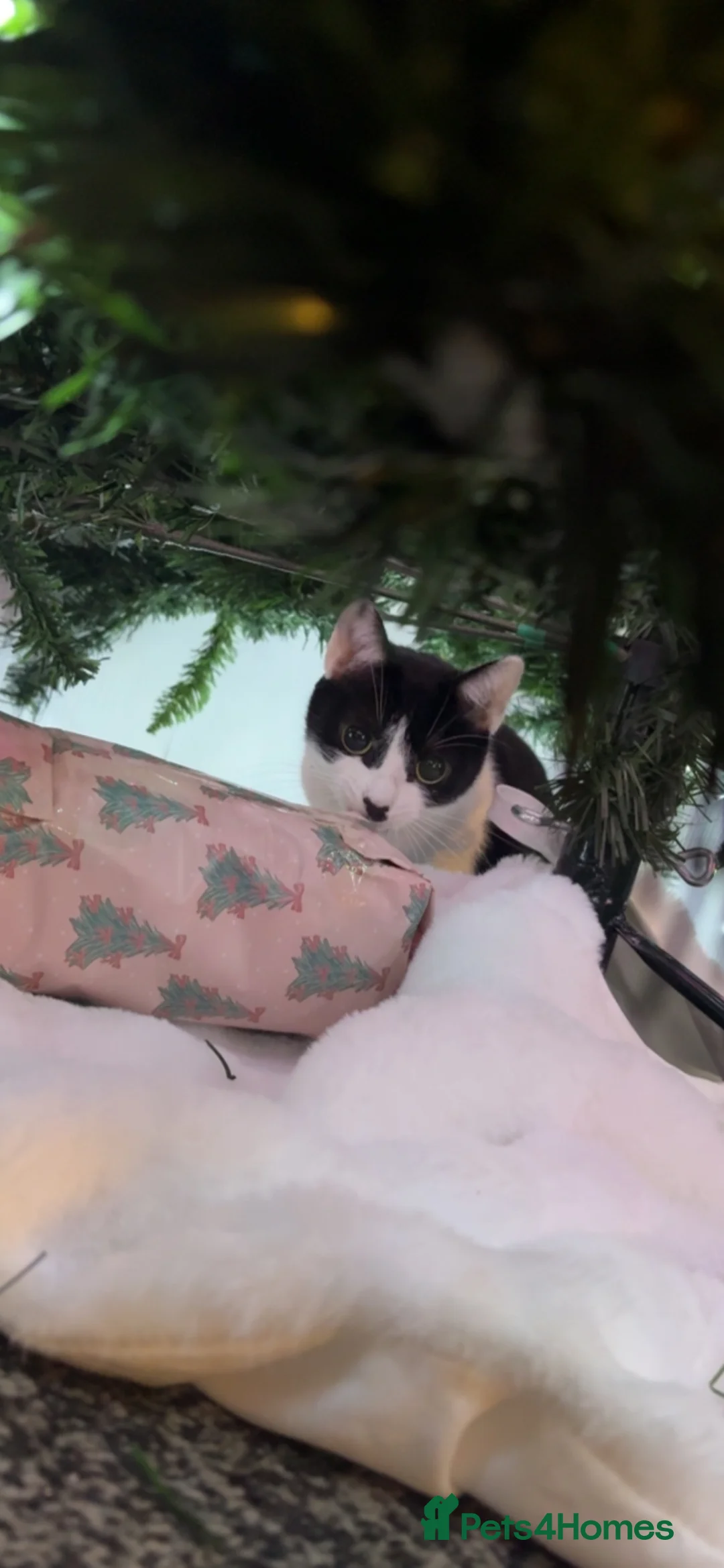 Mixed Breed cats for sale: 2 house cats looking for a new home in Houghton le Spring - Advert 2