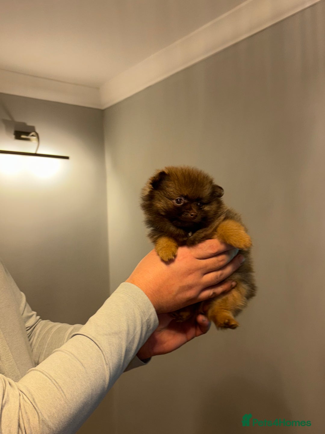 Pomeranian dogs for sale: Adorable Pomeranian puppy’s  - Advert 6