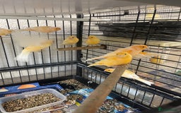 Canaries birds for sale: Red Mosaic Canaries - Image 4