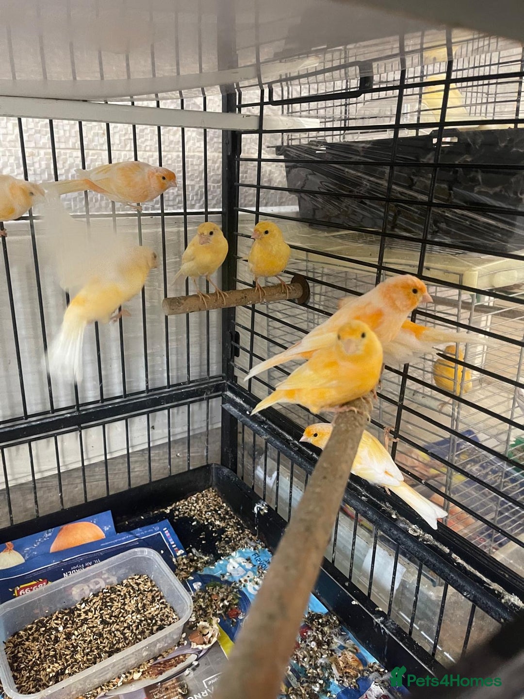 Canaries birds for sale: Red Mosaic Canaries - Image 4