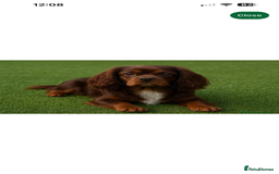 Cavapoo dogs for sale: Iconic cavapoo litter health tested parentage  - Advert 15