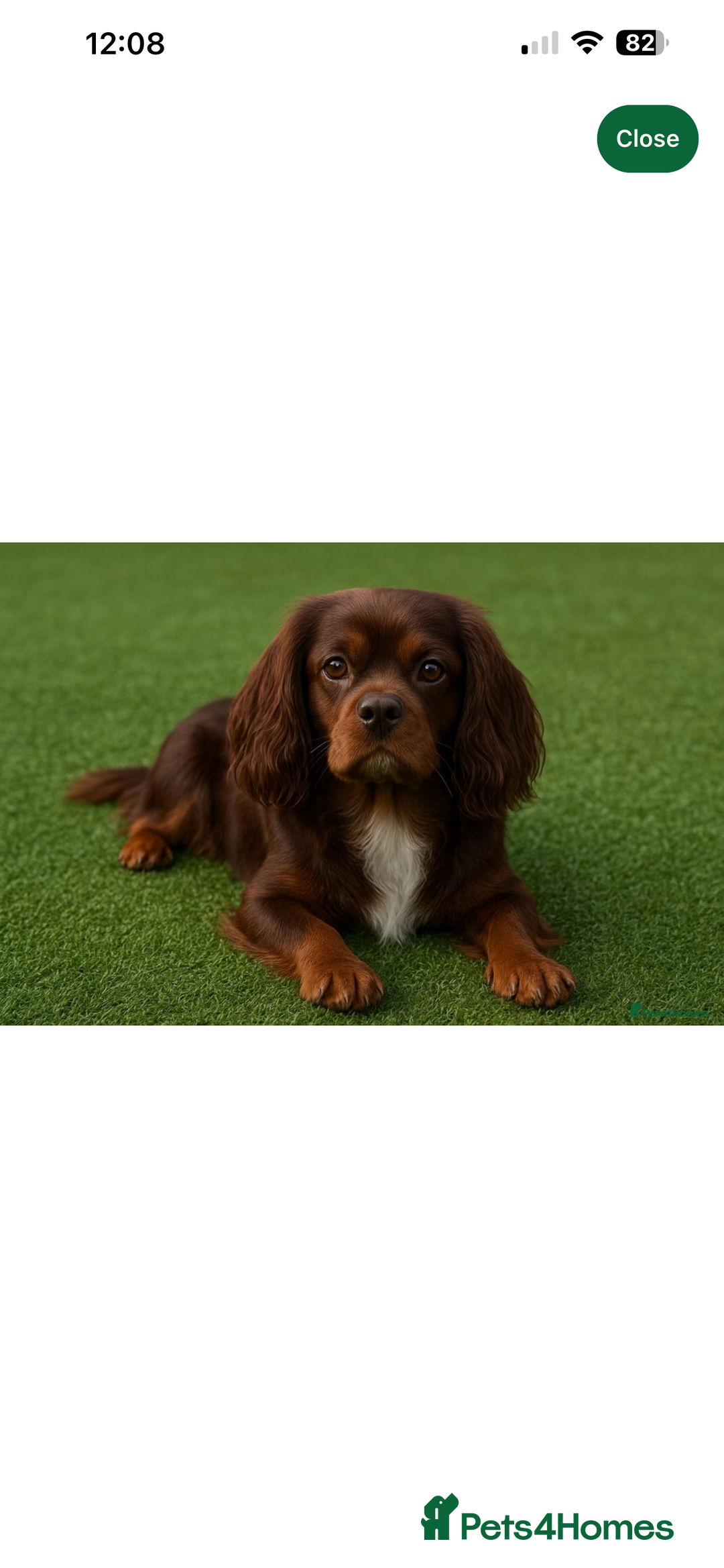 Cavapoo dogs for sale: Iconic cavapoo litter health tested parentage  - Advert 15