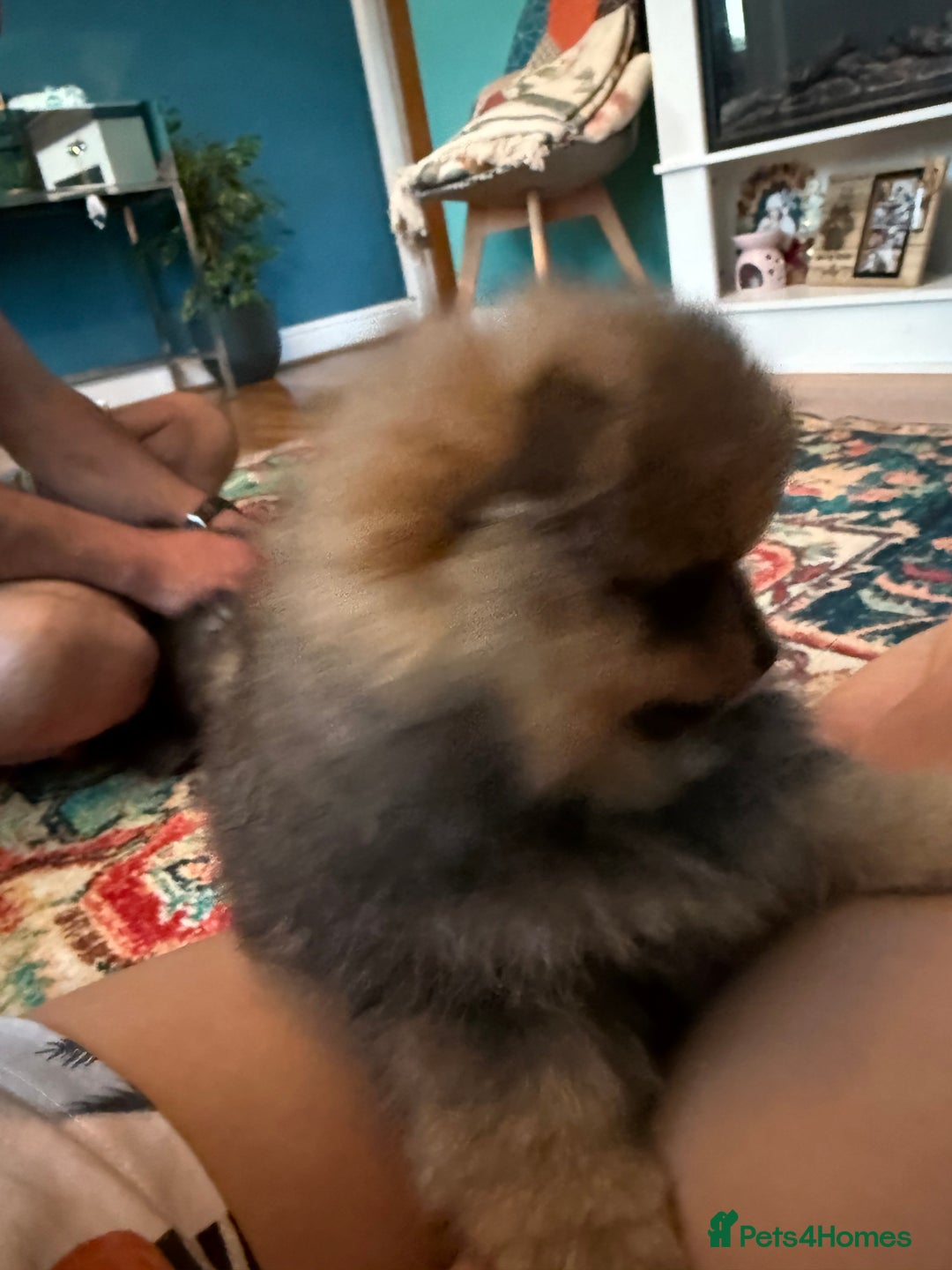 Pomeranian dogs for sale: Xs teddy face Pomeranian  - Image 6