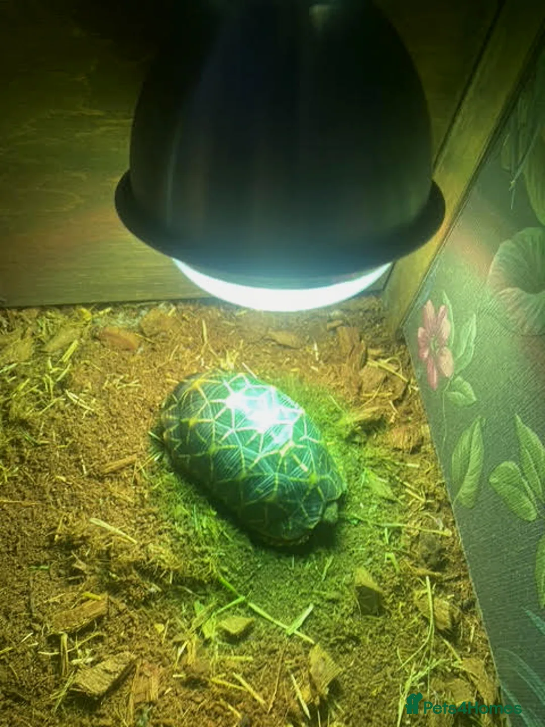 Tortoise reptiles for sale: Indian Star Tortoise - Advert 2