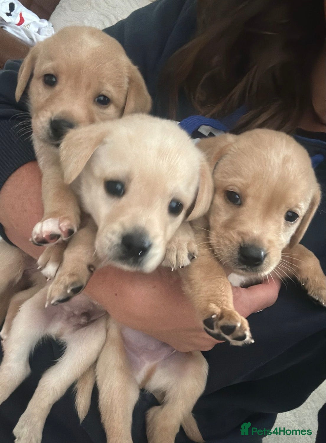 Labrador Retriever dogs Stunning yellow (light - fox red) labrador puppies - Advert 2
