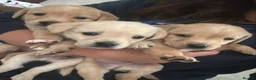 Labrador Retriever dogs for sale: Stunning yellow (light - fox red) labrador puppies - Advert 2