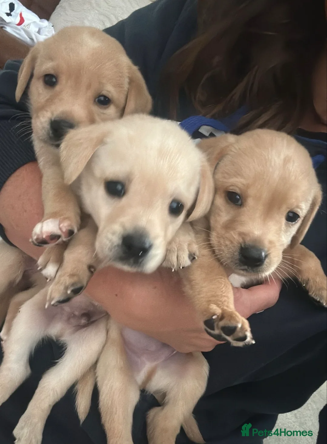 Labrador Retriever dogs for sale: Stunning yellow (light - fox red) labrador puppies - Advert 2