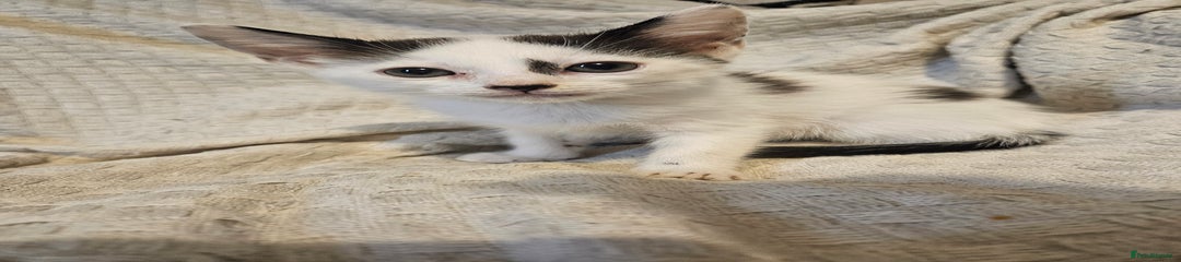 Splat