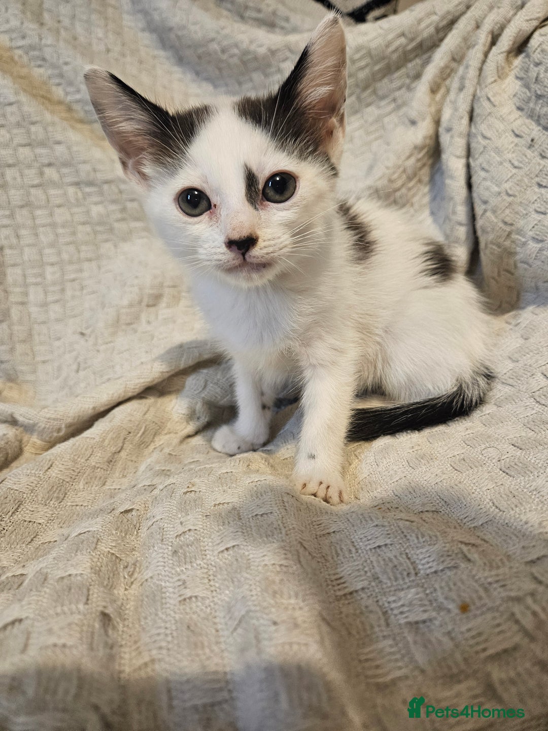 Mixed Breed cats for sale: 8 lovely kittens for sale - Image 6