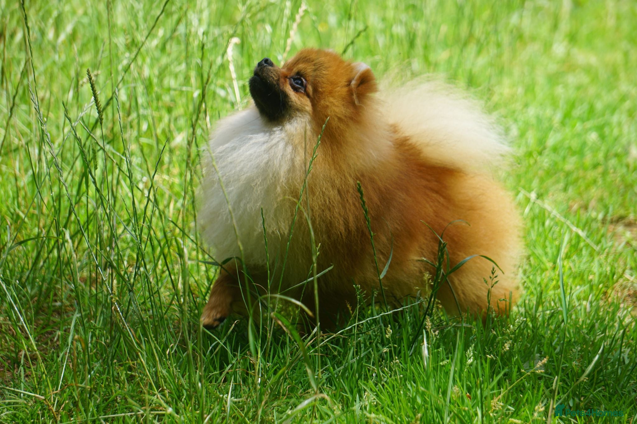 Pomeranian dogs * Pomeranians available to forever loving homes * - Advert 3