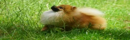 Pomeranian dogs for sale: * Pomeranians available to forever loving homes * - Advert 1