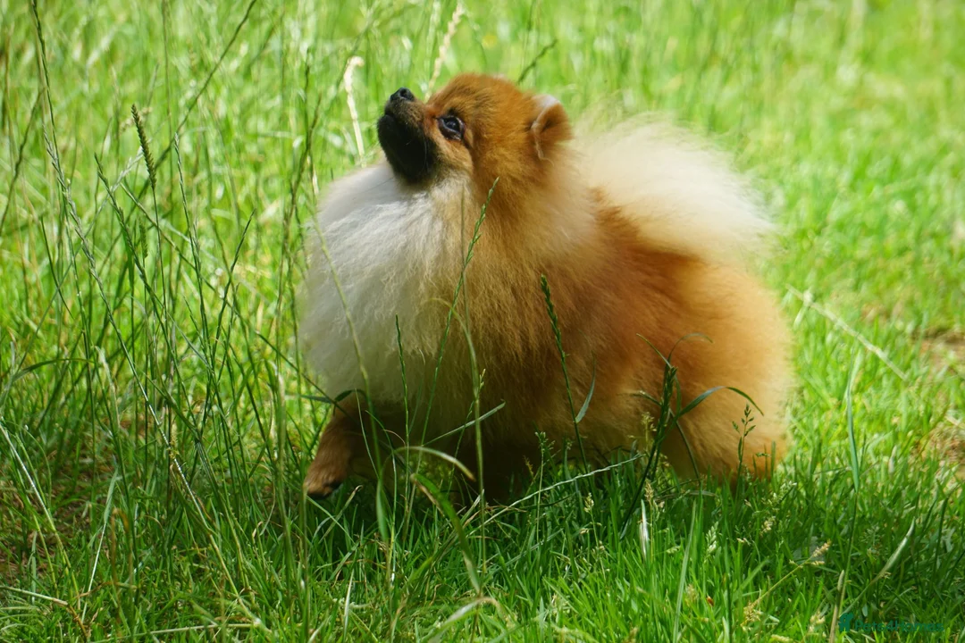 Pomeranian dogs for sale: * Pomeranians available to forever loving homes * - Advert 1