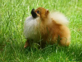 Pomeranian dogs * Pomeranians available to forever loving homes * - Advert 3