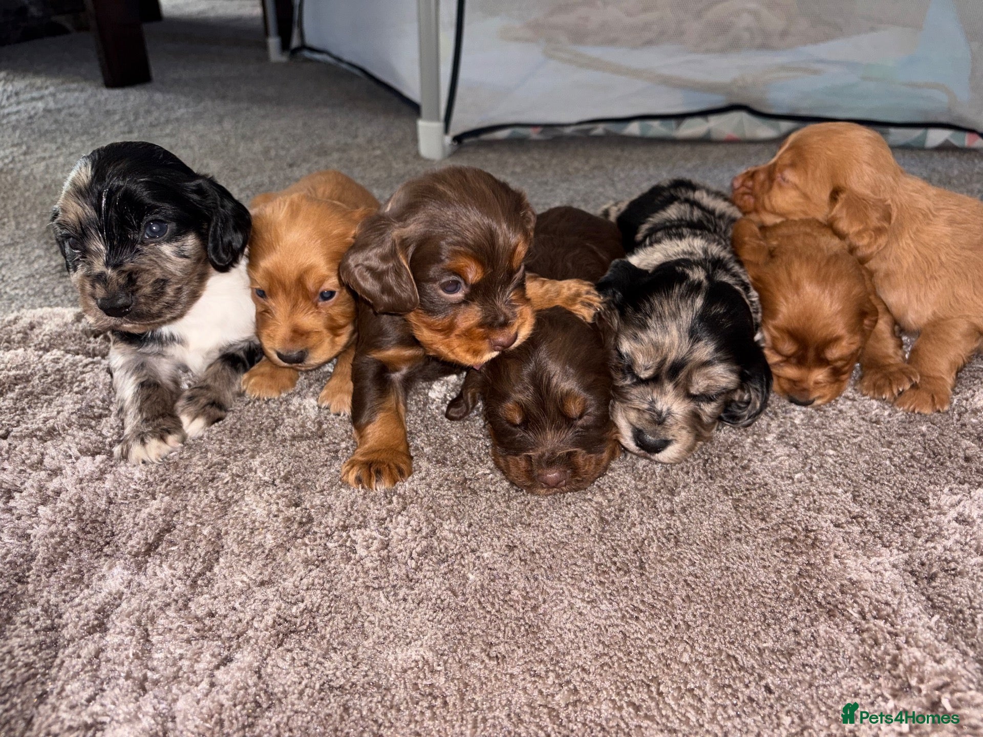 Cocker Spaniel dogs for sale: Cocker spaniel puppy’s  - Advert 17