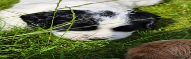 Cocker Spaniel 1