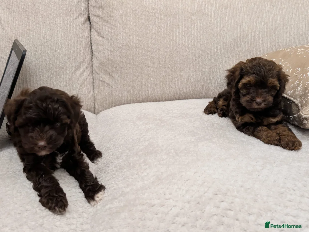 Mixed Breed dogs for sale: Powder Puff Poo Puppies - Advert 6