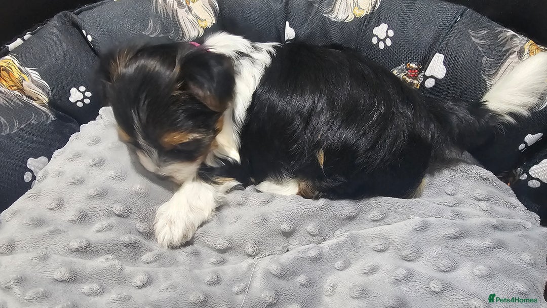 Yorkshire Terrier dogs for sale: 2 boys and 2 girls yorkshire terrier  - Advert 3