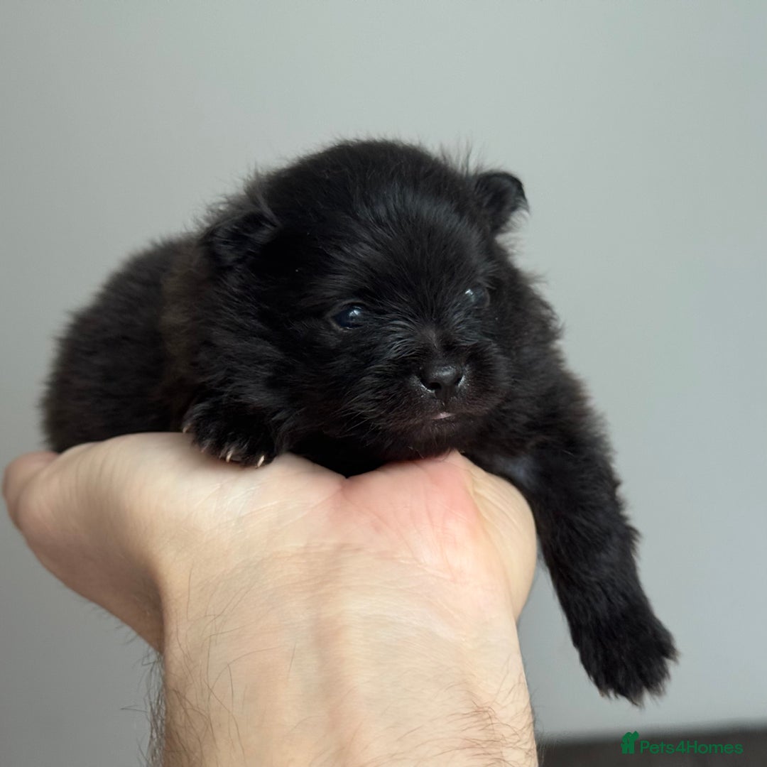 Pomeranian dogs for sale: Four adorable fluffy Pomeranian puppie - Image 14