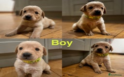 Goldador dogs for sale: Goldador puppies, Labrador x Golden Retiever  - Image 9
