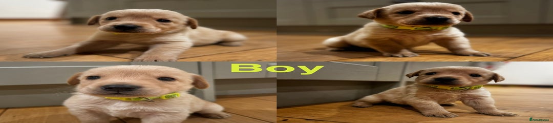 Goldador Puppy 8