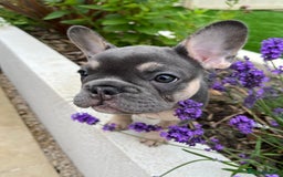 French Bulldog dogs for sale: 3 year old female French bulldog - Image 16