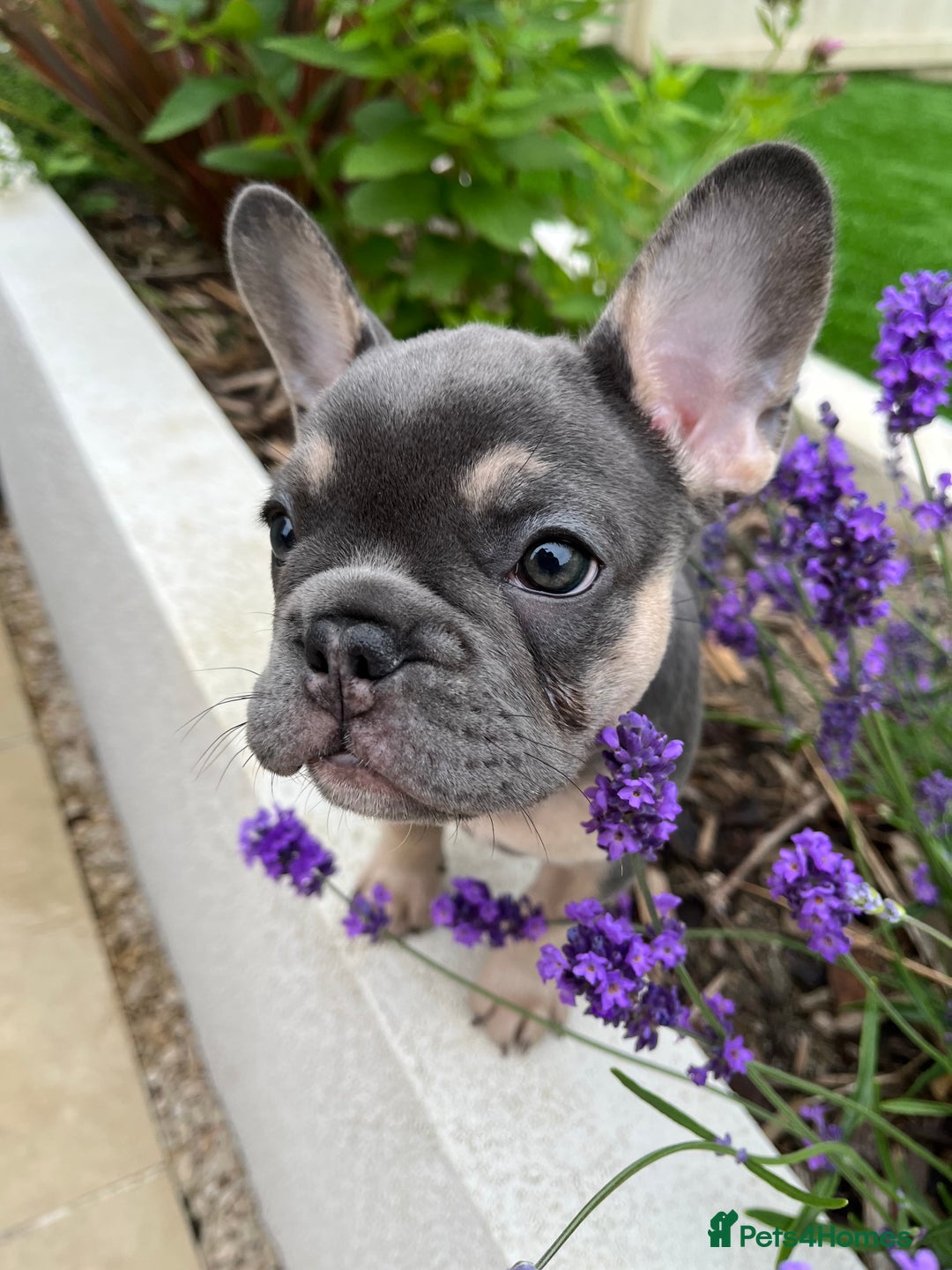 French Bulldog dogs for sale: 3 year old female French bulldog - Image 16