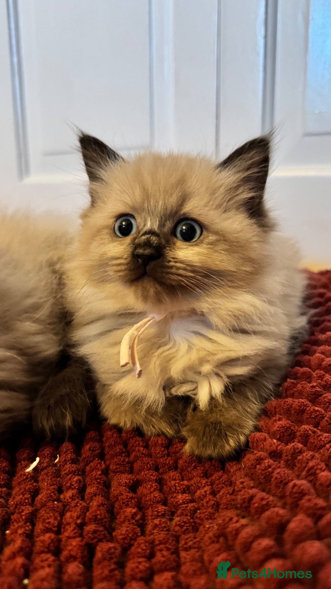 Ragdoll cats 1 Pedigree Mink Ragdoll Kitten Available  - Advert 1