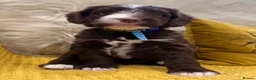Mixed Breed dogs for sale: Ready Sunday, Miss Red, Mini MegaCoat Schnockerpoo - Advert 14
