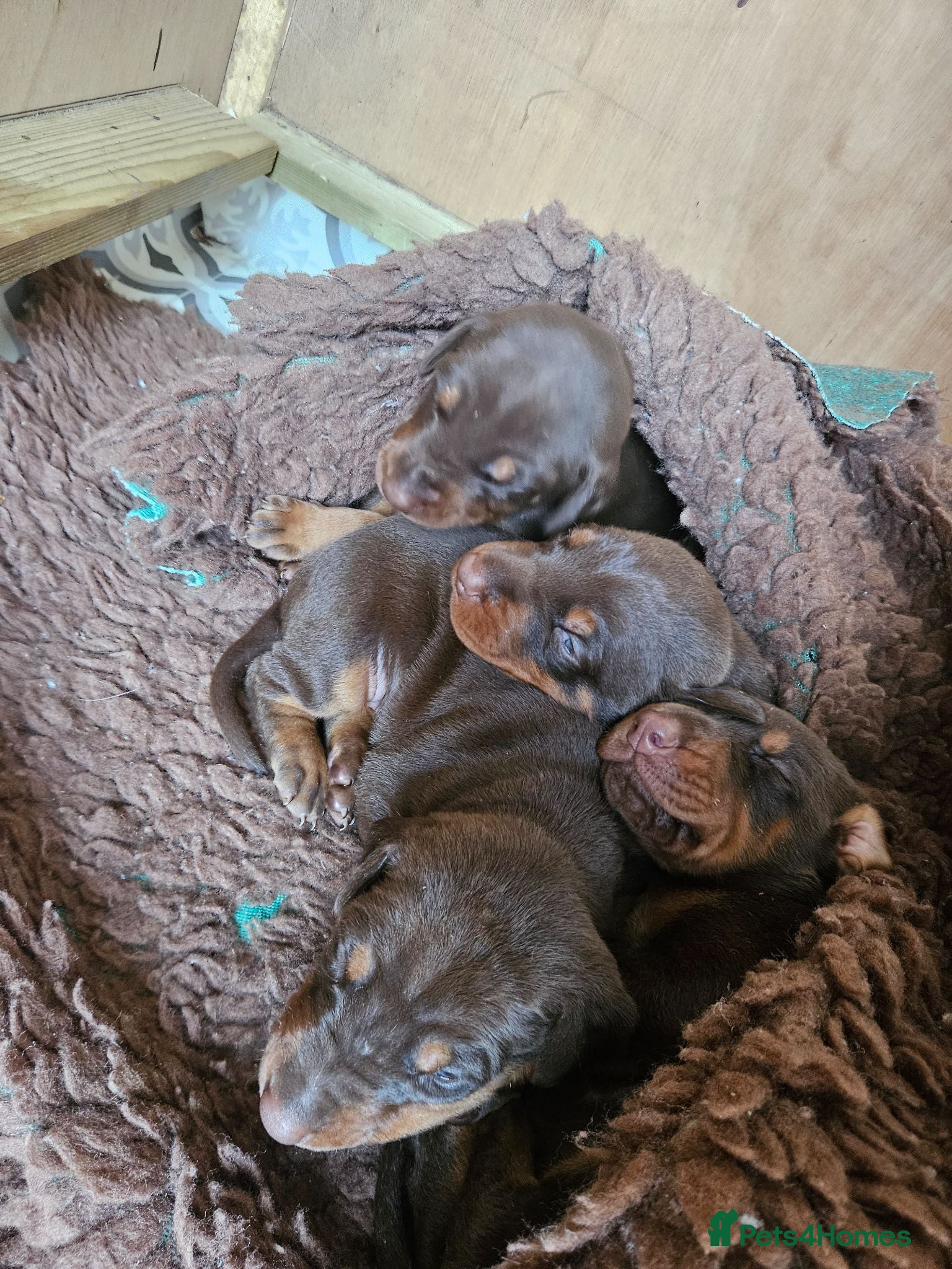Dobermann dogs Dobermann puppies  - Advert 3