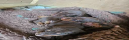 Dobermann dogs for sale: Dobermann puppies  in Maidstone - Advert 1