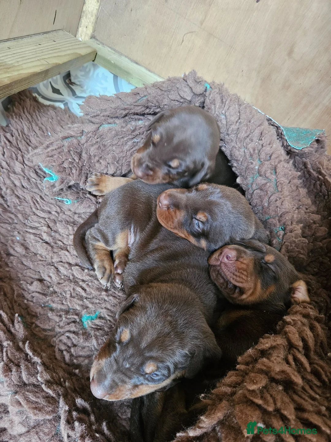 Dobermann dogs for sale: Dobermann puppies  in Maidstone - Advert 1