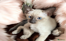 Oriental cats for sale: Gorgeous Oriental Kitten - 1 boy remaining  - Image 11