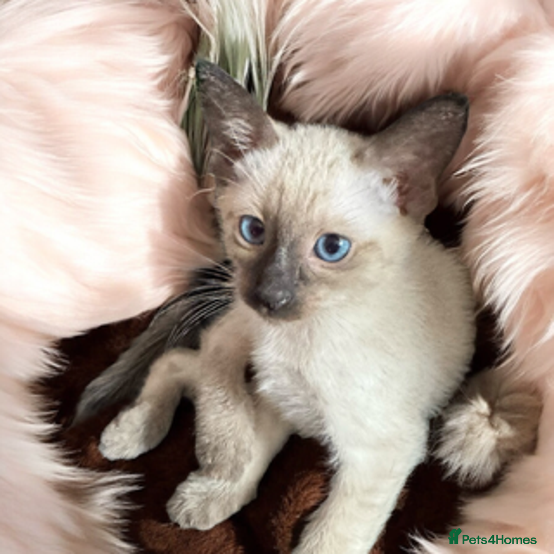 Oriental cats for sale: Gorgeous Oriental Kitten - 1 boy remaining  - Image 11