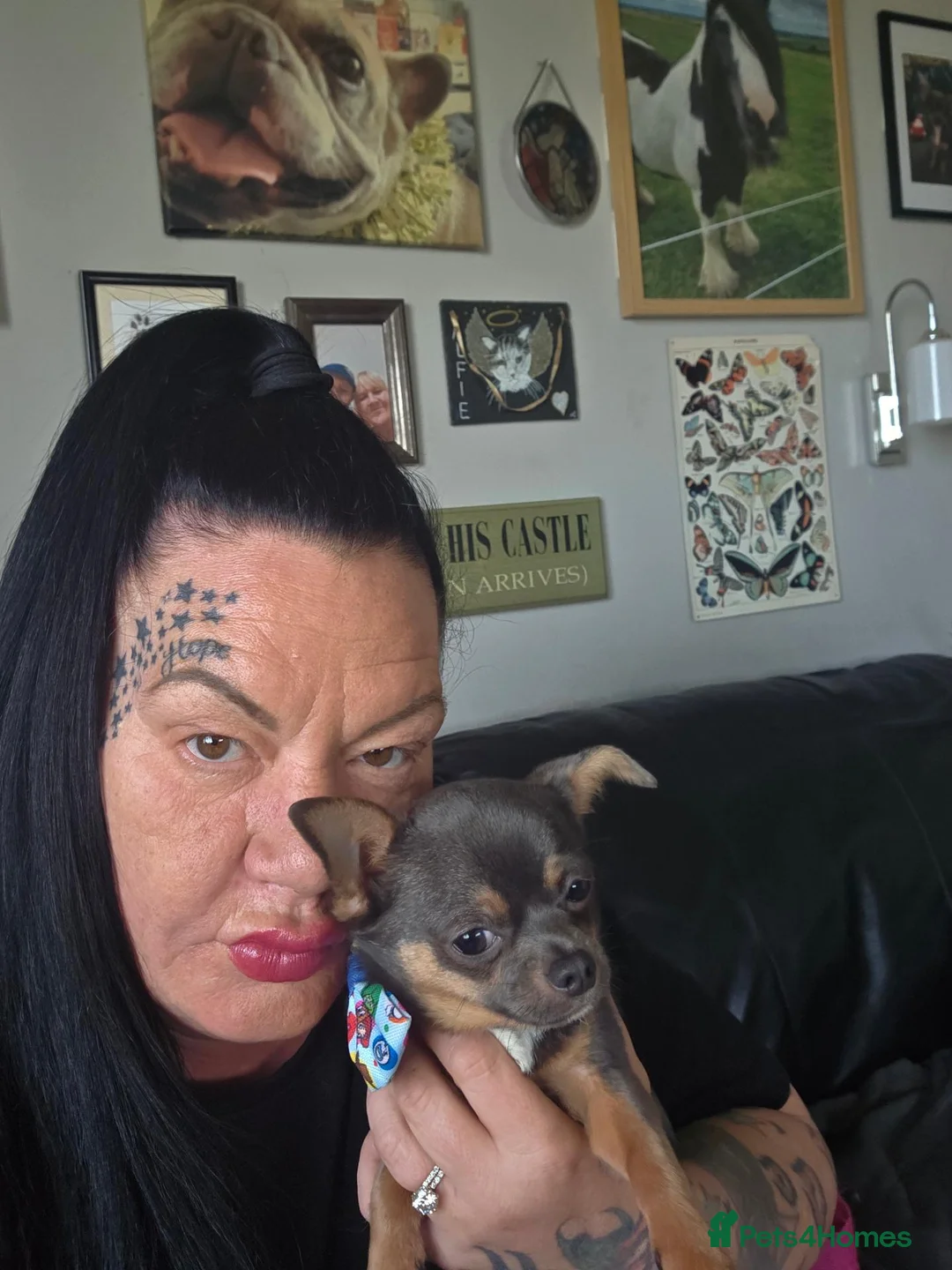 Chihuahua dogs for stud: Tiny chihuahua proven stud  in ELY - Advert 2