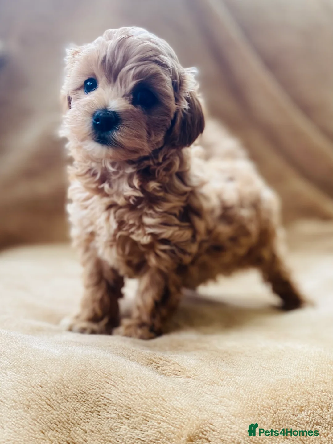Maltipoo dogs for sale: Sensational toy maltipoo litter in Rochester - Advert 2