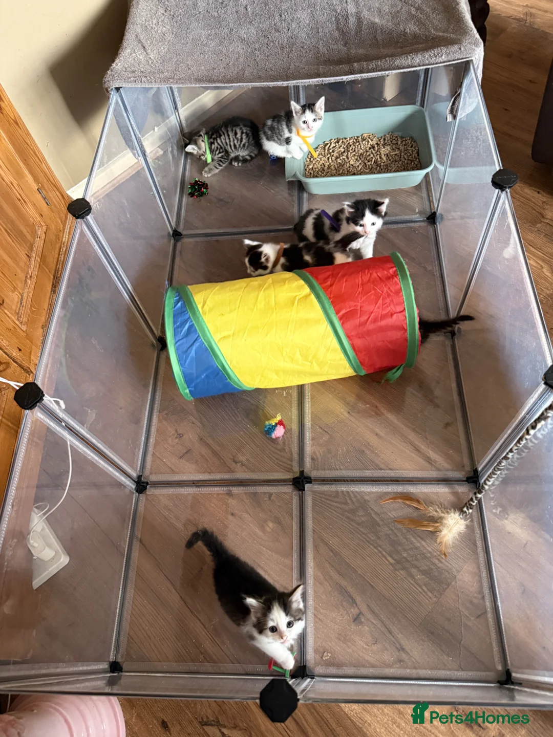 Mixed Breed cats for sale: 5 gorgeous kittens for sale.  - Advert 10