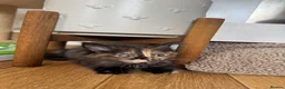 Ragcoon cats for sale: 8 gorgeous Mainecoon x ragdoll babies  - Advert 12