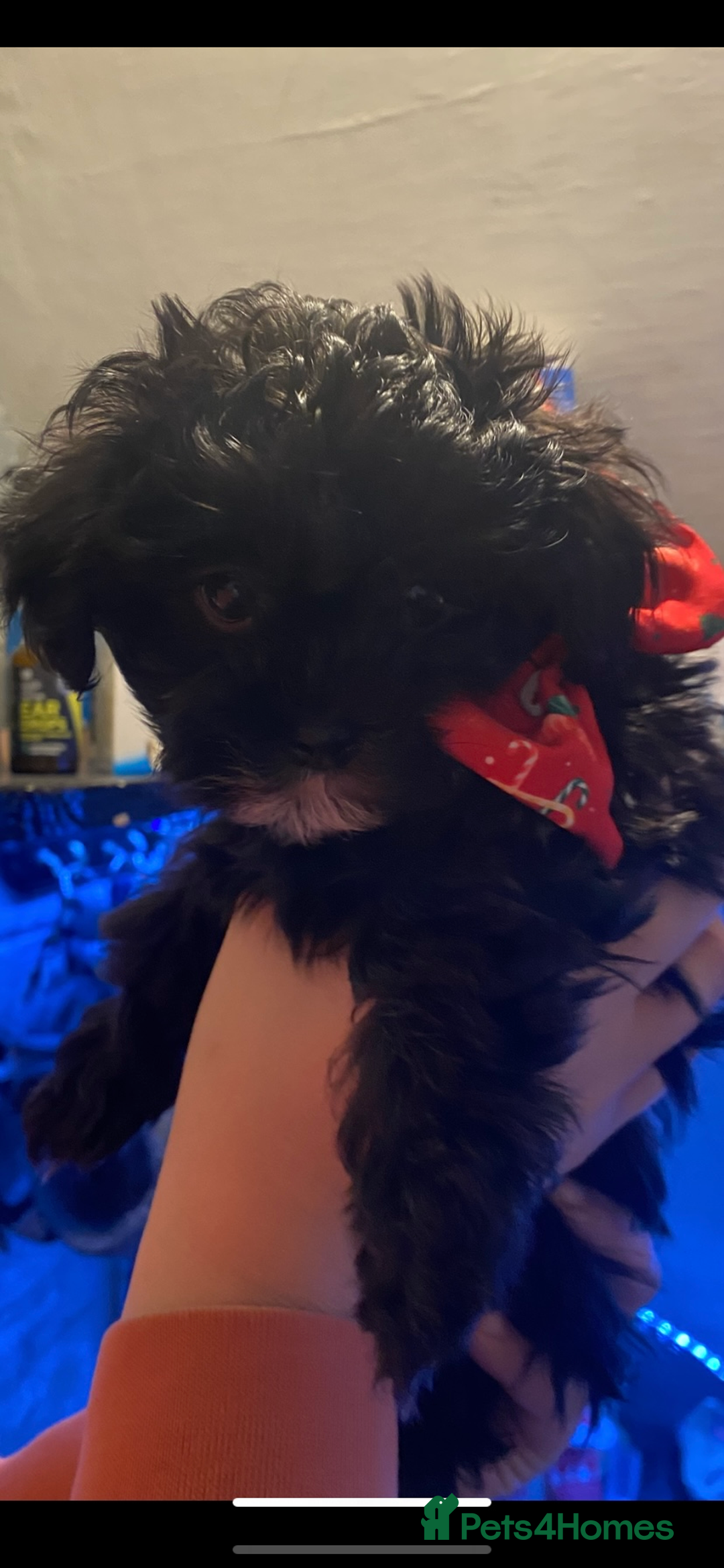 Maltipoo dogs for sale: Rare micro toy teddyface Korean/Asian maltipoos😍 - Advert 16