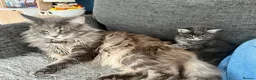 Maine Coon cats for sale: Maine coon kittens looking for homes forever  in Edinburgh - Advert 5