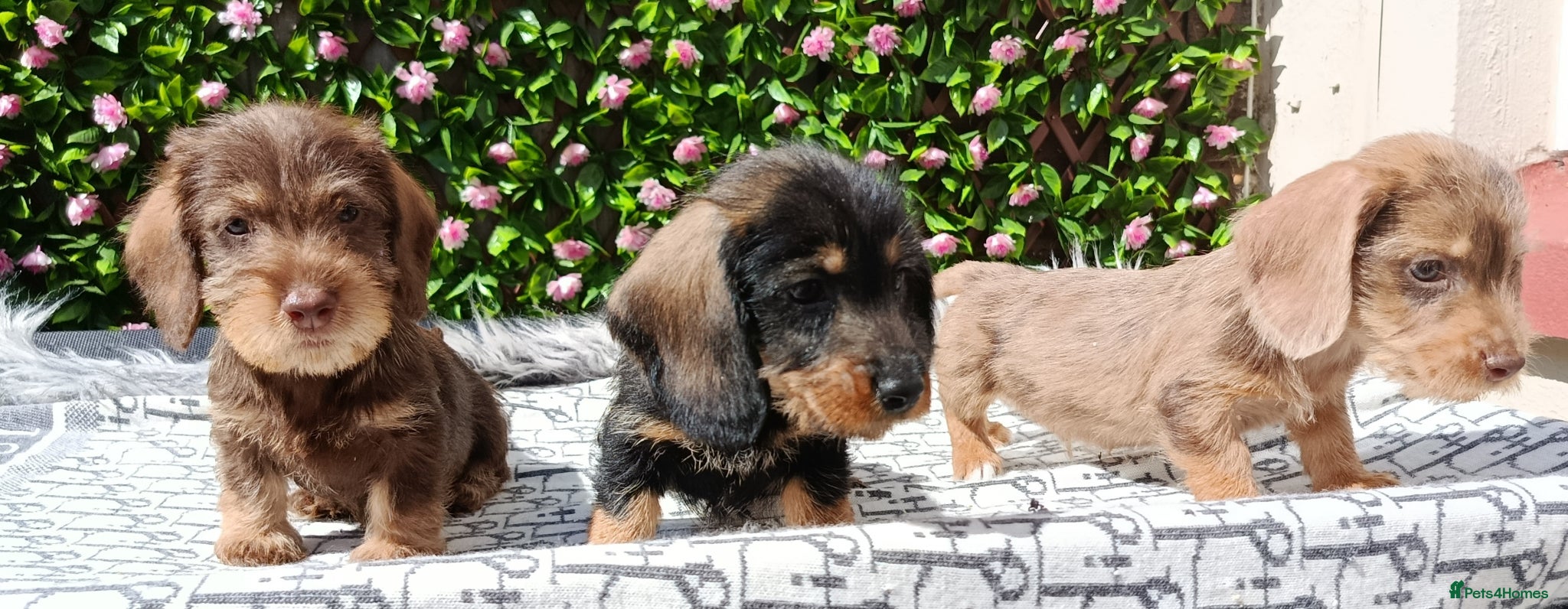 Dachshund dogs QUALITY MINIWIRE HAIR KC LAFORA PRA CLR - Advert 2