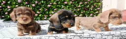 Dachshund dogs for sale: QUALITY MINIWIRE HAIR KC LAFORA PRA CLR - Advert 2