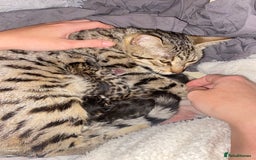 Bengal cats for sale: 5 bengal x Mainecoon kittens for sale - Image 8