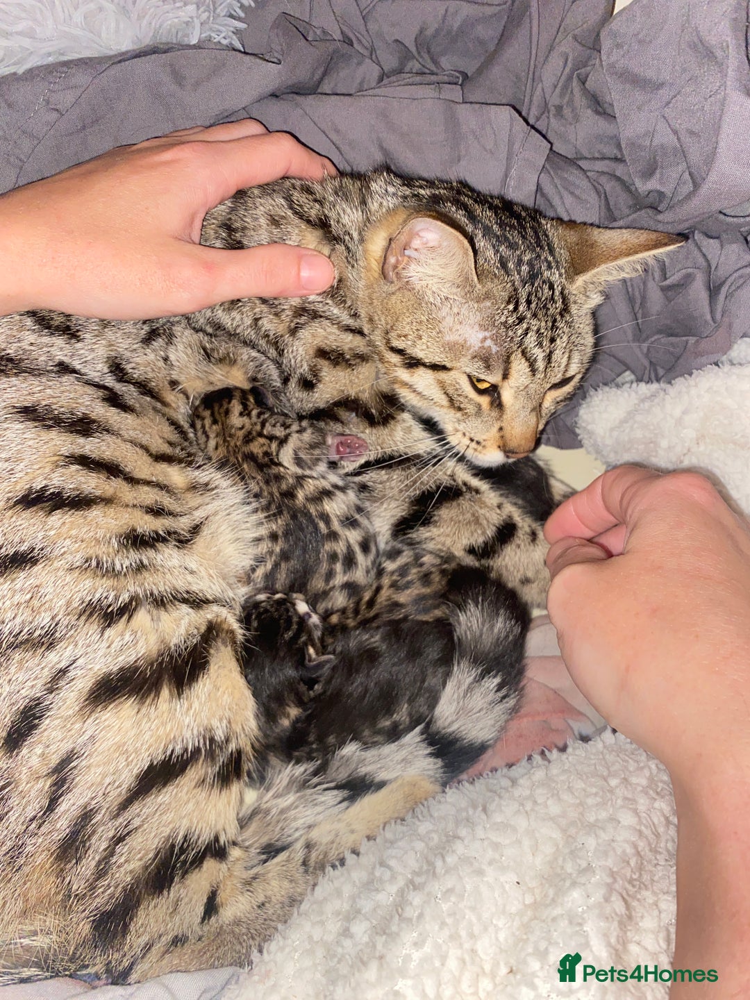 Bengal cats for sale: 5 bengal x Mainecoon kittens for sale - Image 8