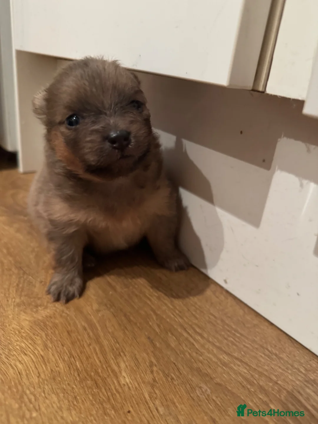 Pomeranian dogs for sale: Beautiful Pomeranian Pups - Advert 2